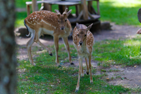A deer and fawns in an enclosure in a zoo-landscape park on a summer dayの写真素材