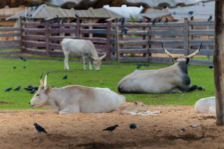 Group of white and brown cows lying in the meadowの写真素材