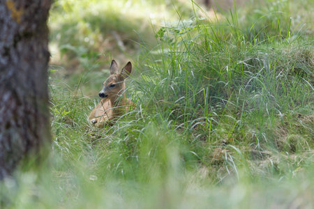 A deer and fawns in an enclosure on a summer dayの写真素材