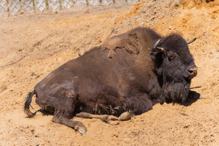 European bison (Bison bonasus) resting on the sand