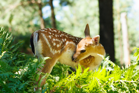 A deer and fawns in a forest on a summer dayの写真素材