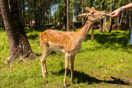 A deer and fawns in a forest on a summer dayの写真素材