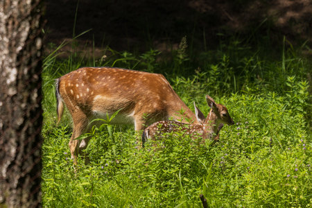 A deer and fawns in a forest on a summer dayの写真素材