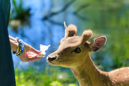 A deer and fawns in a park on a summer dayの写真素材