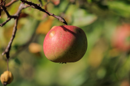 Apples on branches of apple trees on a sunny day.の写真素材