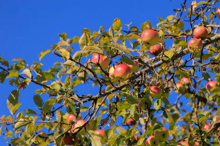 Apples on branches of apple trees on a sunny day.の写真素材