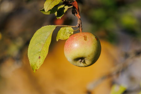 Apples on branches of apple trees on a sunny day.の写真素材