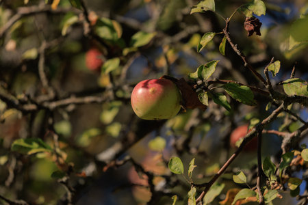 Apples on branches of apple trees on a sunny day.の写真素材