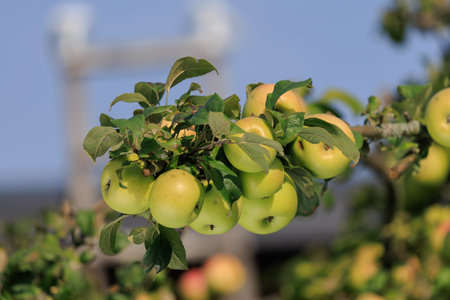 Apples on branches of apple trees on a sunny day.の写真素材