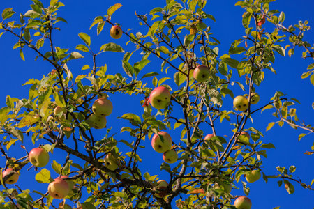Apples on branches of apple trees on a sunny day.の写真素材