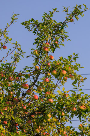 Apples on branches of apple trees on a sunny day.の写真素材