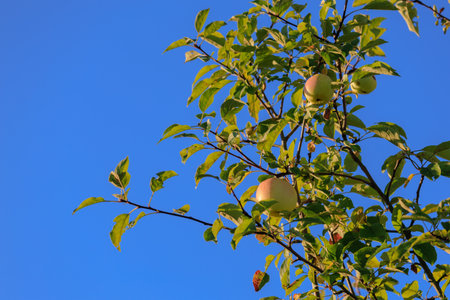 Apples on branches of apple trees on a sunny day.の写真素材