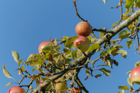 Apples on branches of apple trees on a sunny day.の写真素材