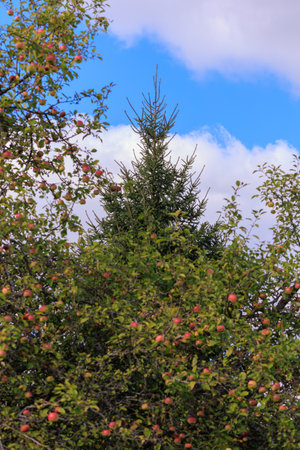 Apples on branches of apple trees on a sunny day.の写真素材