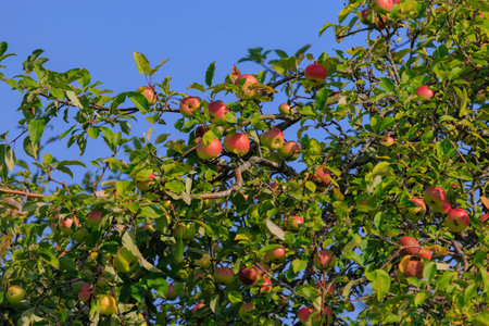 Apples on branches of apple trees on a sunny day.の写真素材