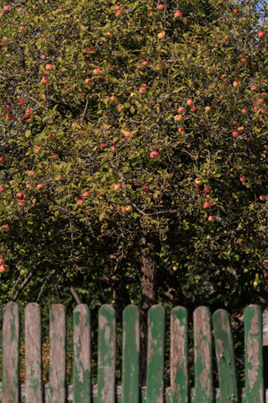 Apples on branches of apple trees on a sunny day.