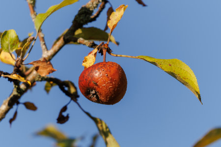 Rotten spoiled apples on branches of apple trees on a sunny day.の写真素材