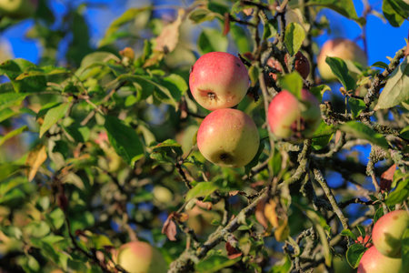 Apples on branches of apple trees on a sunny day.の写真素材