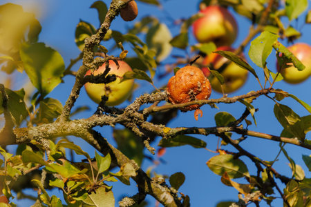 Rotten spoiled apples on branches of apple trees on a sunny day.の写真素材