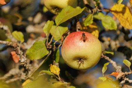 Apples on branches of apple trees on a sunny day.の写真素材