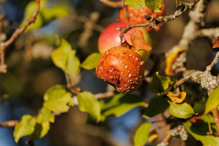 Rotten spoiled apples on branches of apple trees on a sunny day.の写真素材