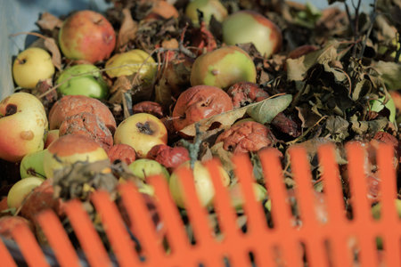 Rotten spoiled apples on branches of apple trees on a sunny day.