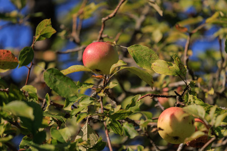 Apples on branches of apple trees on a sunny day.の写真素材