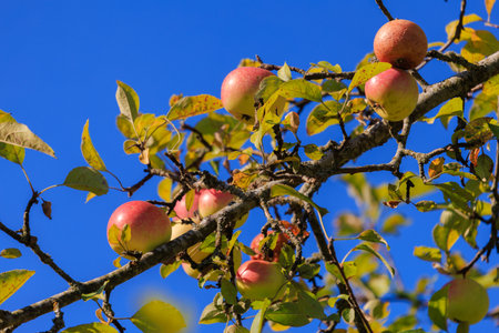 Apples on branches of apple trees on a sunny day.の写真素材