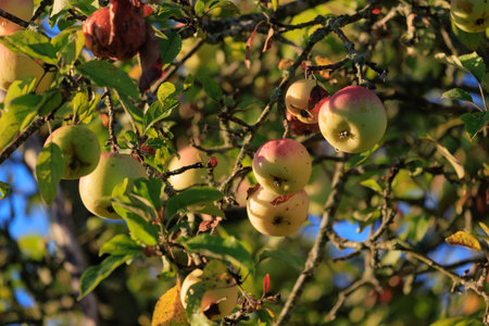 Apples on branches of apple trees on a sunny day.の写真素材