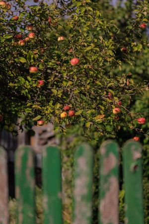 Apples on branches of apple trees on a sunny day.