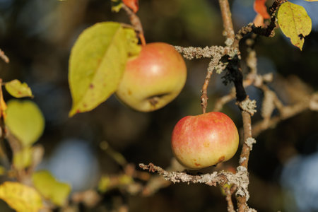 Apples on branches of apple trees on a sunny day.の写真素材