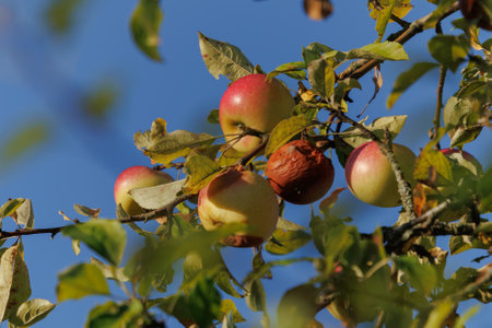 Rotten spoiled apples on branches of apple trees on a sunny day.の写真素材