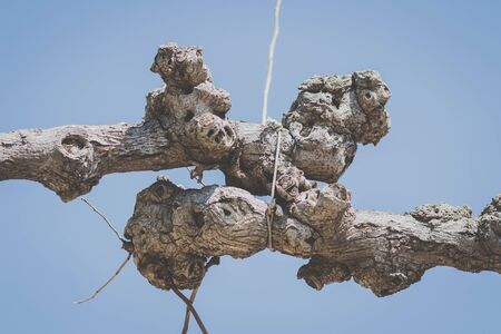 Knot of intertwined trees on blue sky backgroundの写真素材