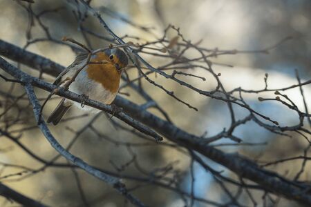 Little colorful bird in its habitat on a winter morning
