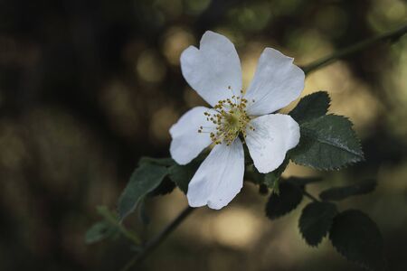 Small white flower with open petals Close-up of an aromatic white flower on dark backgroundの写真素材