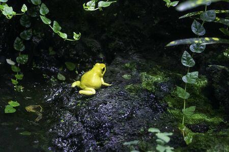 Yellow frog in a small water pondの写真素材