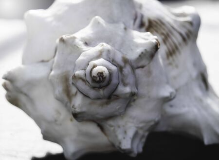 Macro of a sea shell profile viewの写真素材