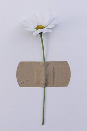 White flower  Conceptual image of cure, disease, healing