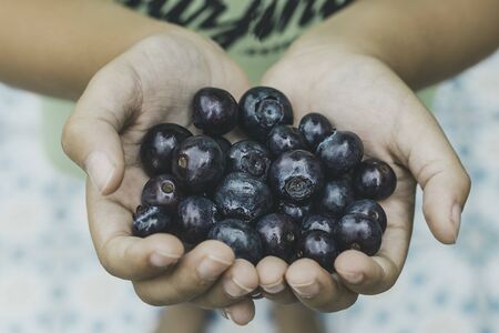 Child hands with blueberries Children's hands holding delicious berriesの写真素材