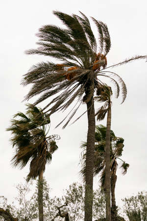 Palm trees shaken by the wind during a stormの写真素材