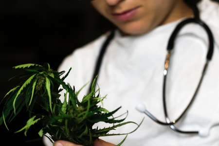 Defocus scientist or doctor in white lab coat holding bush of cannabis leaves CBD hemp extract stem. Alternative medicine or healthcare pharmacy concept. Black background. Out of focus.の写真素材