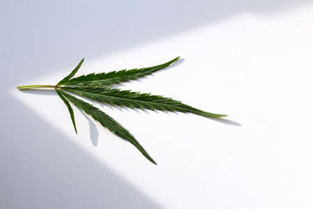 Marijuana cannabis leaf on a white background with shadow and sunshine.Trendy minimalism. Openwork leaf of hemp, textured green hemp leaf on a white windowsill. Selective focusの写真素材