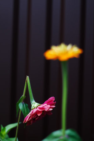 Broken heart. Two pink and orange zinnia flowers. The zinnia flower is broken. Blurred background. A metaphor for parting and unrequited love. Selective focusの写真素材