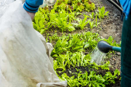 Defocused woman watering cans greenery plant. Woman uses a plastic green watering can. Watering fresh vegetables and herbs on fruitful soil in the own garden raised bed Organic food at home. No focusの写真素材