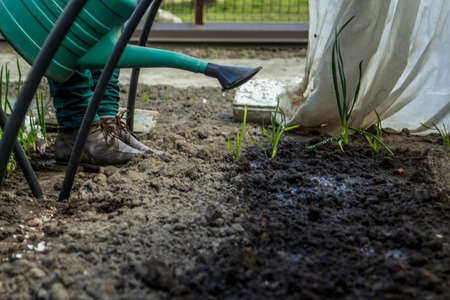 Defocus view Of farmer female Watering Garden Plants and soil, Irrigation Water In The Garden...