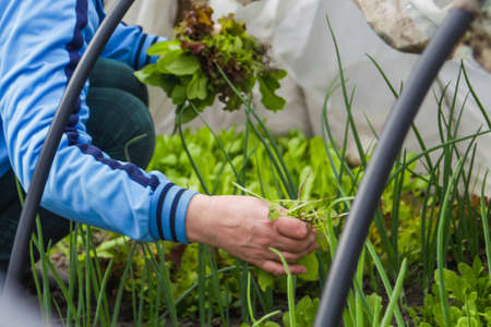 A woman in a blue sweater and green pants is sitting in a greenhouse holding a salad and harvesting....