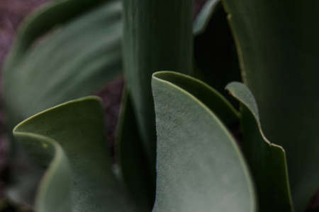 Dark green tulip leaves with deep shadows. Close-up. Selective focus and sharpness. Velvet texture...