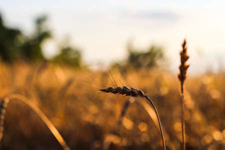 Spikelets gold color, backlit, natural summer background. Photo of wheat field at sunrise sun burst....