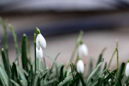 Side view. Snowdrop spring flowers in a clearing in the forest. Blur soil. Snowdrop, symbol of spring. Galanthus, Galanthus nivalis. Close-up. Selective focusの写真素材