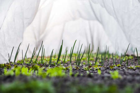 A row of young onions grows in the soil in a home greenhouse. Home gardening. Healthy Organic Vegetables. Blurred white background and blurred green and gray foreground. Selective focusの写真素材